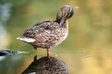 2022 yazında gölde ördekler