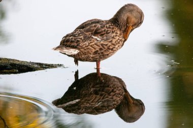 2022 yazında gölde ördekler