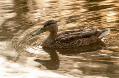 2022 yazında gölde ördekler