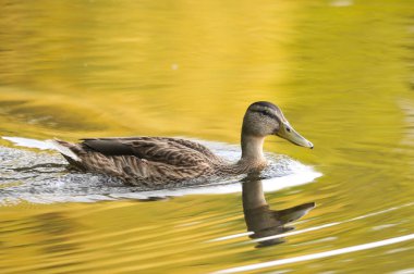 2022 yazında gölde ördekler