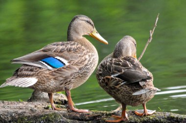 2022 yazında gölde ördekler