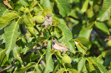 2022 yazında gölde ördekler