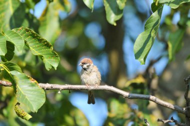 2022 yazında gölde ördekler