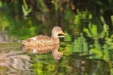 2022 yazında gölde ördekler