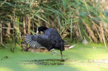 2022 yazında gölde ördekler