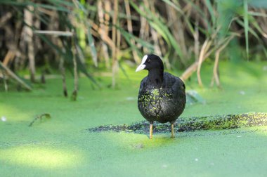 2022 yazında gölde ördekler