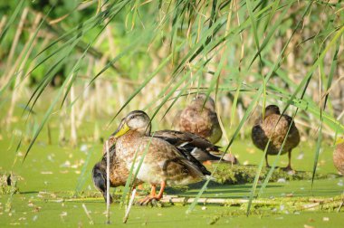 2022 yazında gölde ördekler
