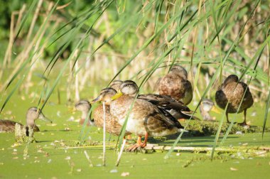 2022 yazında gölde ördekler