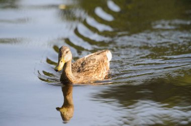 2022 yazında gölde ördekler