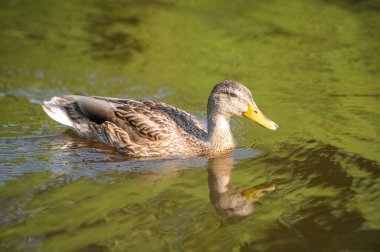 2022 yazında gölde ördekler
