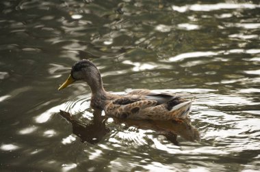 2022 yazında gölde ördekler