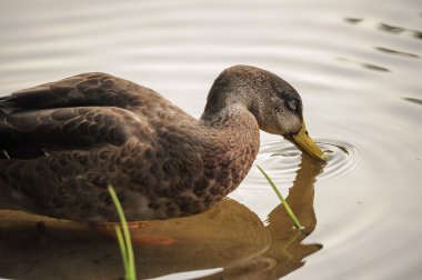 2022 yazında gölde ördekler