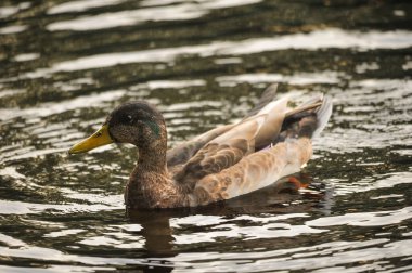 2022 yazında gölde ördekler