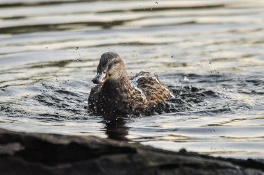 2022 yazında gölde ördekler