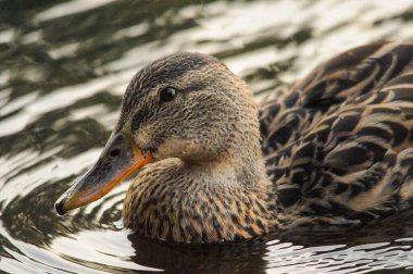 2022 yazında gölde ördekler