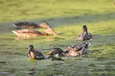 2022 yazında gölde ördekler