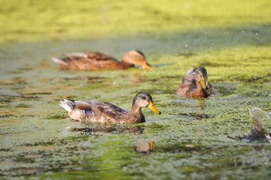 2022 yazında gölde ördekler