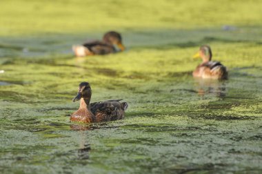 2022 yazında gölde ördekler