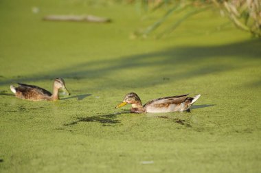 2022 yazında gölde ördekler