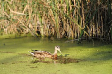 2022 yazında gölde ördekler