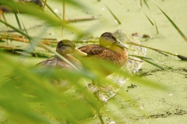 2022 yazında gölde ördekler