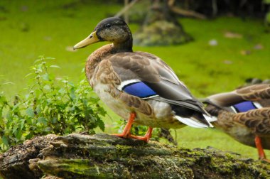 2022 yazında gölde ördekler