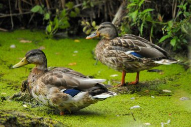 2022 yazında gölde ördekler