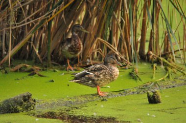 2022 yazında gölde ördekler