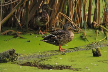 2022 yazında gölde ördekler
