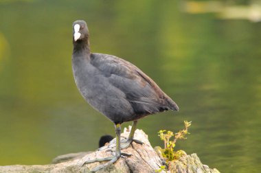 2022 yazında gölde ördekler