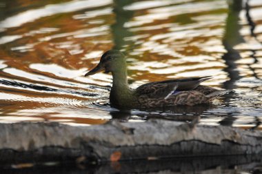2022 yazında gölde ördekler