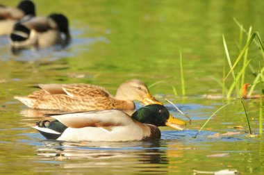 2022 yazında gölde ördekler