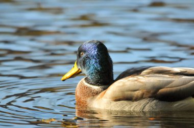 2022 yazında gölde ördekler