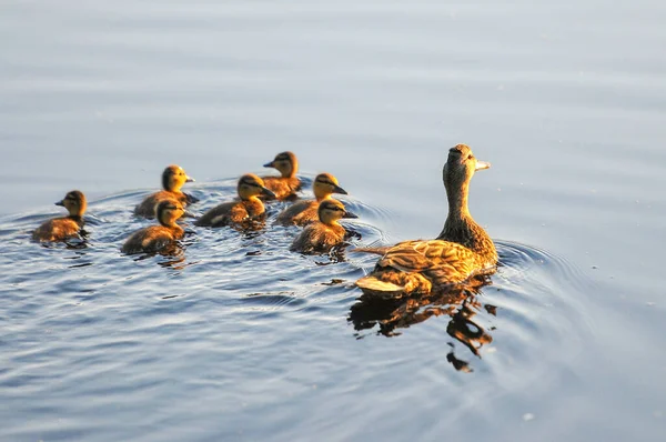 2022 yazında gölde ördekler