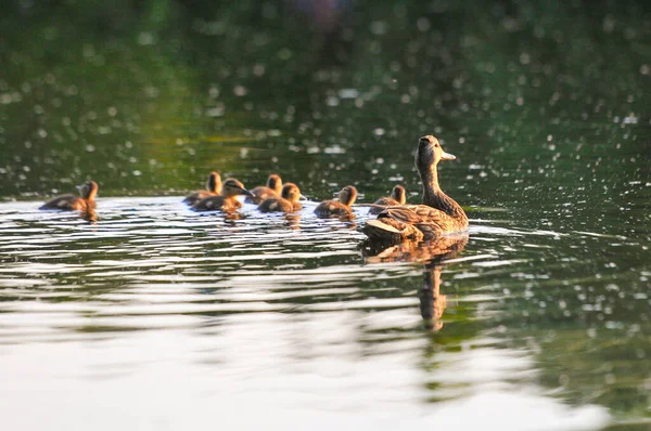 Enten Auf Dem See 2022 Sommer — Stockfoto