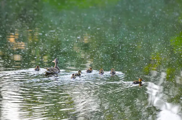 Enten Auf Dem See 2022 Sommer — Stockfoto