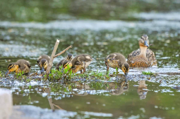 Enten Auf Dem See 2022 Sommer — Stockfoto