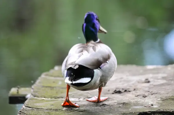 Ducks Lake 2022 Summer — Stock Photo, Image