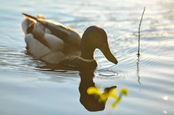 Enten Auf Dem See 2022 Sommer — Stockfoto