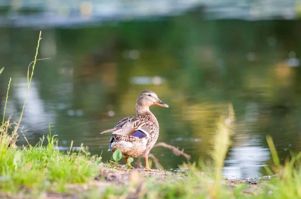 Patos Lago 2022 Verão — Fotografia de Stock