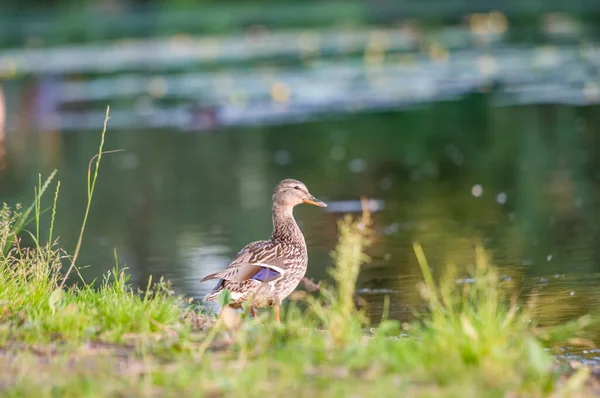 Patos Lago 2022 Verão — Fotografia de Stock