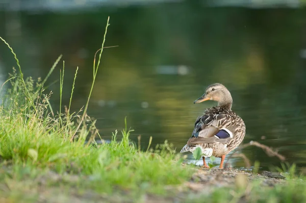 Patos Lago 2022 Verão — Fotografia de Stock