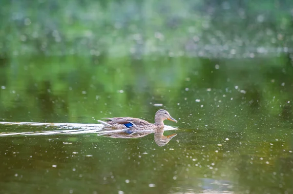 Eenden Het Meer 2022 Zomer — Stockfoto