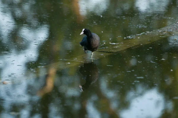 Patos Lago 2022 Verano — Foto de Stock