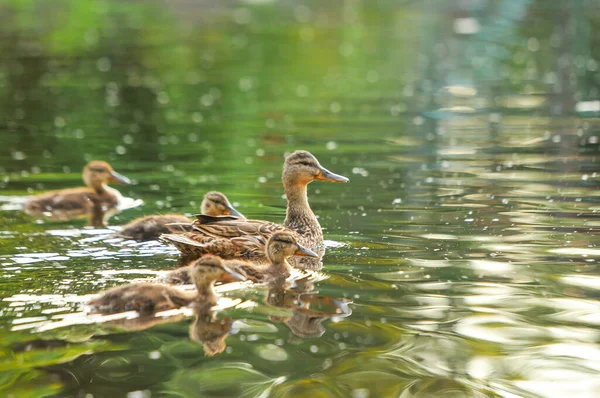 Enten Auf Dem See 2022 Sommer — Stockfoto