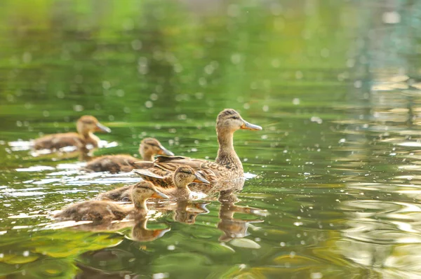 2022 yazında gölde ördekler