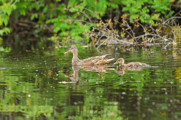 Enten Auf Dem See 2022 Sommer — Stockfoto