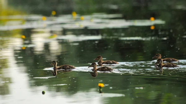 Enten Auf Dem See 2022 Sommer — Stockfoto