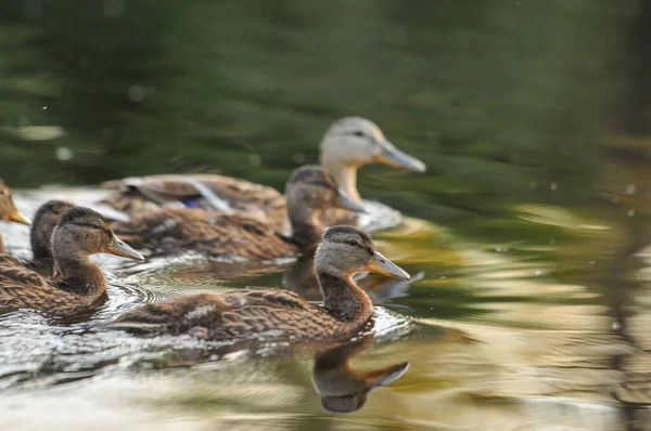 Patos Lago 2022 Verano — Foto de Stock