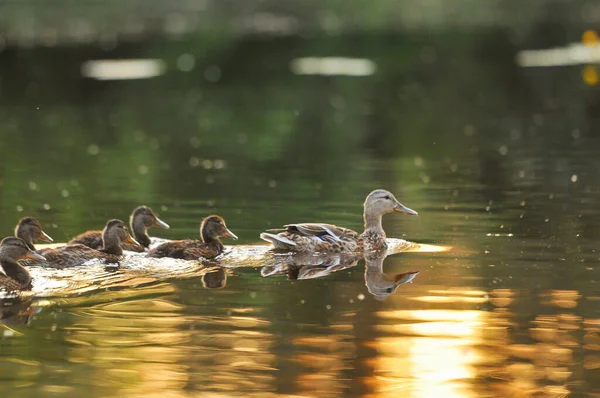 2022 yazında gölde ördekler